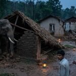 Elephant Attack Manendragarh : मनेन्द्रगढ़ में हाथियों का आतंक, 3 घर टूटे, गांव में दहशत