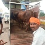 Bull Smuggling Case : कत्लखाने ले जाया जा रहा बैल बरामद, वाहन जब्त; परिचालक जेल, चालक फरार