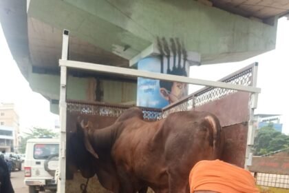 Bull Smuggling Case : कत्लखाने ले जाया जा रहा बैल बरामद, वाहन जब्त; परिचालक जेल, चालक फरार