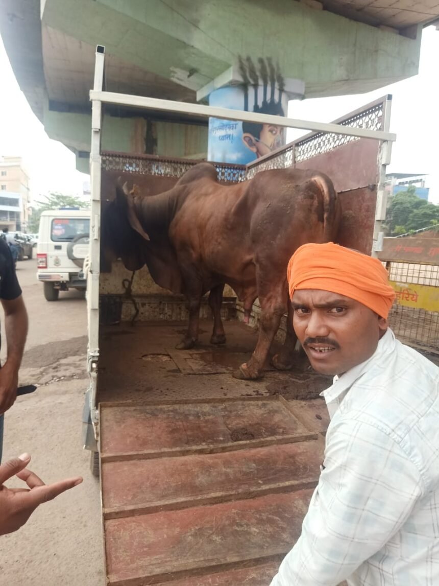 Bull Smuggling Case : कत्लखाने ले जाया जा रहा बैल बरामद, वाहन जब्त; परिचालक जेल, चालक फरार