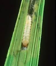 Paddy Crop