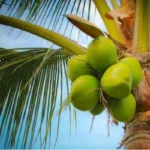 Coconut Business Chhattisgarh : 36गढ़ में समुद्र नहीं फिर भी नारियल में आगे, रोज 45-48 लाख का कारोबार