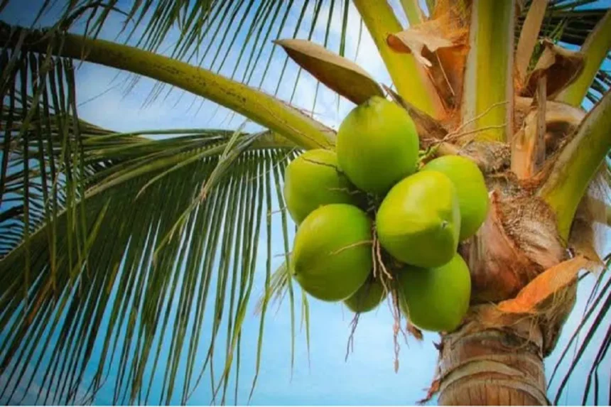Coconut Business Chhattisgarh : 36गढ़ में समुद्र नहीं फिर भी नारियल में आगे, रोज 45-48 लाख का कारोबार