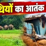 Elephant Terror: जशपुर-सरगुजा में हाथियों का आतंक, खेतों की फसल रौंदी और घर में घुसकर मचाई तबाही