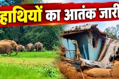 Elephant Terror: जशपुर-सरगुजा में हाथियों का आतंक, खेतों की फसल रौंदी और घर में घुसकर मचाई तबाही