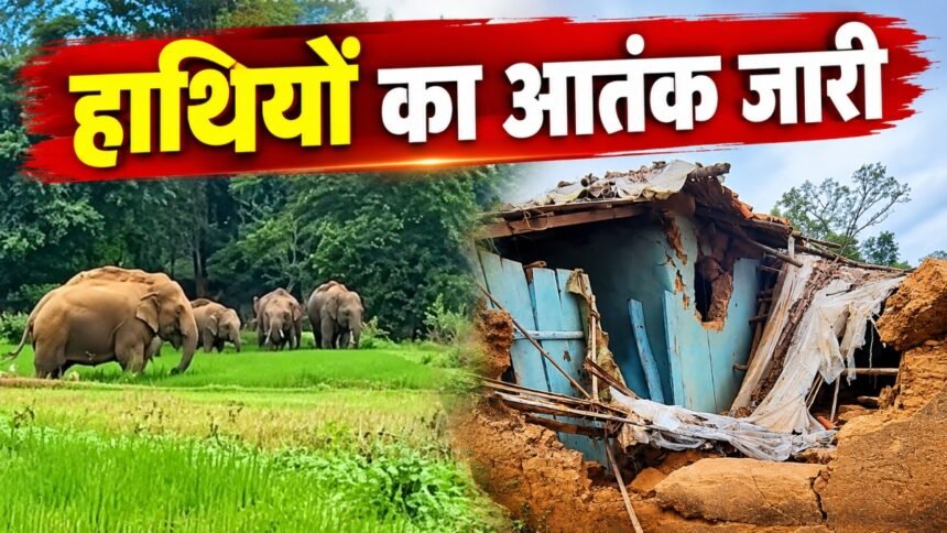 Elephant Terror: जशपुर-सरगुजा में हाथियों का आतंक, खेतों की फसल रौंदी और घर में घुसकर मचाई तबाही
