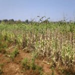 Durg Opium Cultivation Case
