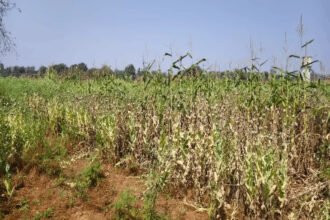 Durg Opium Cultivation Case