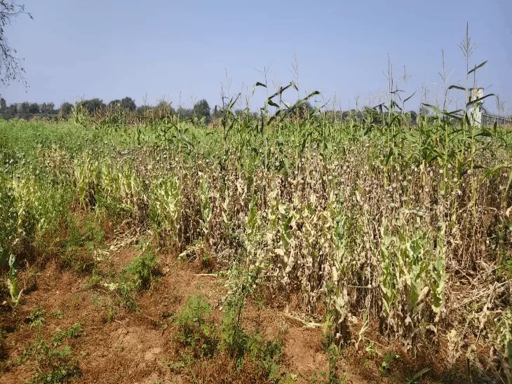 Durg Opium Cultivation Case