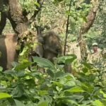 Elephant Calf Rescue