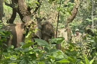 Elephant Calf Rescue