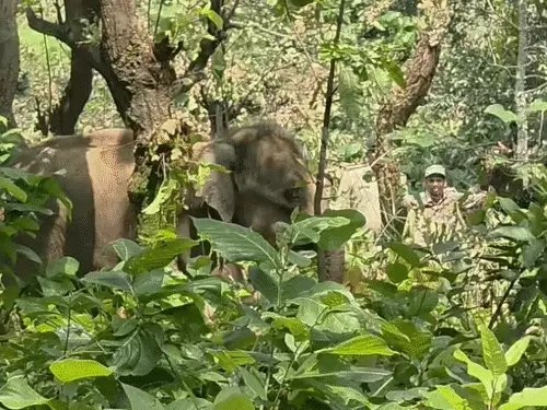 Elephant Calf Rescue