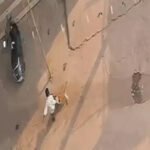 Chhattisgarh Dog Attack : सारंगढ़ में आवारा कुत्ते का आतंक, दो दिन में 31 लोगों को काटा, बलौदाबाजार में 13 घायल