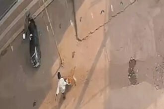 Chhattisgarh Dog Attack : सारंगढ़ में आवारा कुत्ते का आतंक, दो दिन में 31 लोगों को काटा, बलौदाबाजार में 13 घायल
