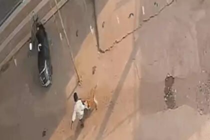Chhattisgarh Dog Attack : सारंगढ़ में आवारा कुत्ते का आतंक, दो दिन में 31 लोगों को काटा, बलौदाबाजार में 13 घायल