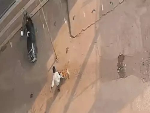 Chhattisgarh Dog Attack : सारंगढ़ में आवारा कुत्ते का आतंक, दो दिन में 31 लोगों को काटा, बलौदाबाजार में 13 घायल