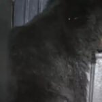 Bear Rescue Balod : 59 दिन बाद पकड़ा गया घायल भालू, गुड़-नारियल के लालच में पिंजरे में फंसा