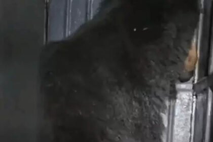 Bear Rescue Balod : 59 दिन बाद पकड़ा गया घायल भालू, गुड़-नारियल के लालच में पिंजरे में फंसा