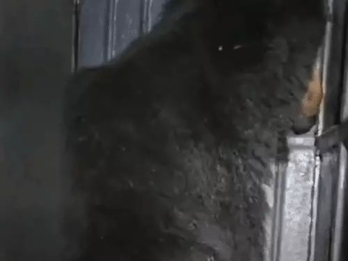 Bear Rescue Balod : 59 दिन बाद पकड़ा गया घायल भालू, गुड़-नारियल के लालच में पिंजरे में फंसा