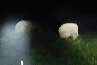 Elephant Crop Damage : रायगढ़ में हाथियों का उत्पात, 16 किसानों की धान की फसल रौंदी
