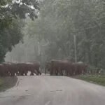 Raigarh 24 Elephants Road Crossing