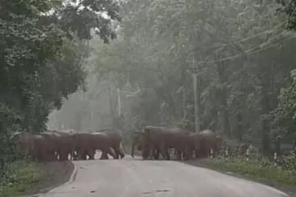 Raigarh 24 Elephants Road Crossing