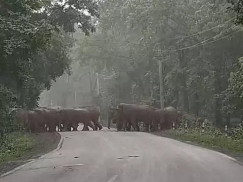 Raigarh 24 Elephants Road Crossing