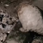 Pangolin Rescue : घर के आंगन में पहुंचा दुर्लभ पैंगोलिन, वन विभाग ने रेस्क्यू कर जंगल में छोड़ा