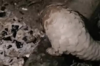 Pangolin Rescue : घर के आंगन में पहुंचा दुर्लभ पैंगोलिन, वन विभाग ने रेस्क्यू कर जंगल में छोड़ा