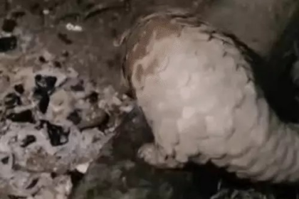 Pangolin Rescue : घर के आंगन में पहुंचा दुर्लभ पैंगोलिन, वन विभाग ने रेस्क्यू कर जंगल में छोड़ा