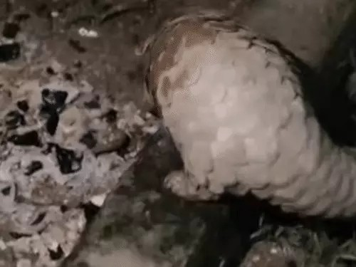 Pangolin Rescue : घर के आंगन में पहुंचा दुर्लभ पैंगोलिन, वन विभाग ने रेस्क्यू कर जंगल में छोड़ा