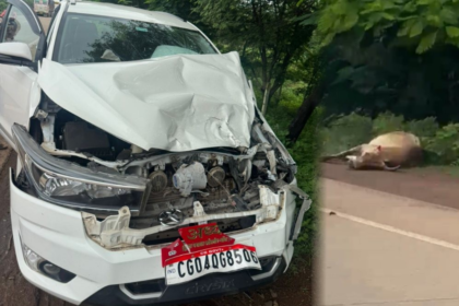 Simga Cow Accident