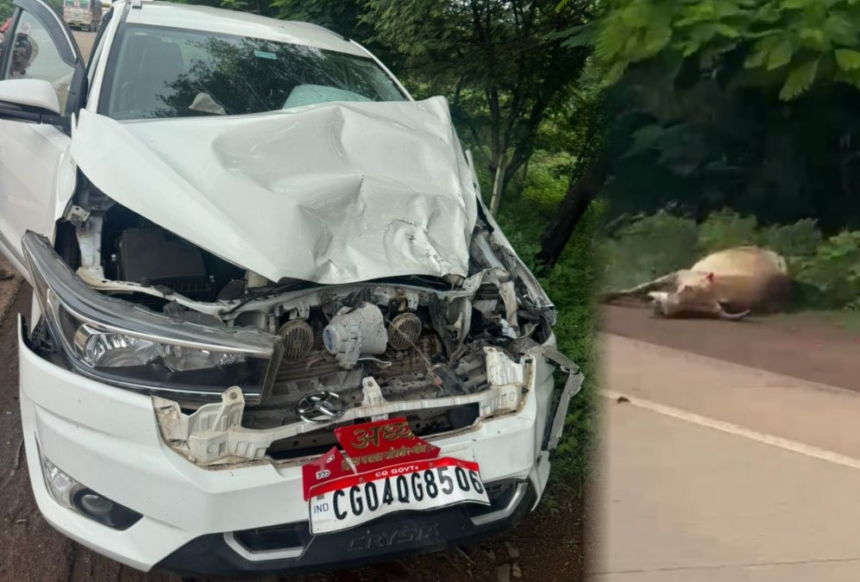 Simga Cow Accident