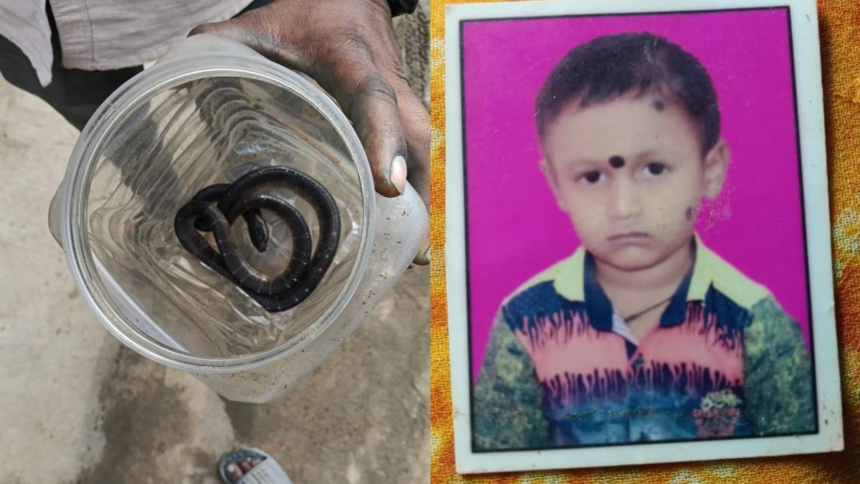 Bilaspur Snake Bite Death