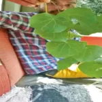 Forest Medicine Smuggling : छत्तीसगढ़ में वनौषधियों पर तस्करी का खतरा, 3 महीने में 2 ट्रक पकड़े गए