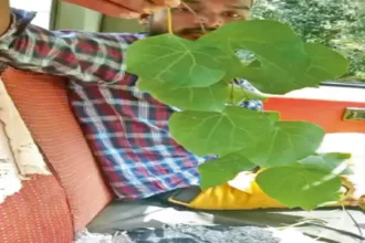 Forest Medicine Smuggling : छत्तीसगढ़ में वनौषधियों पर तस्करी का खतरा, 3 महीने में 2 ट्रक पकड़े गए