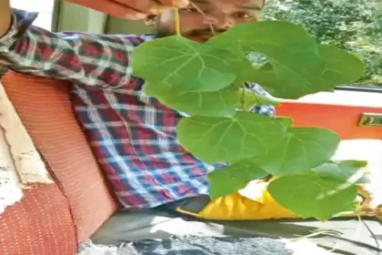 Forest Medicine Smuggling : छत्तीसगढ़ में वनौषधियों पर तस्करी का खतरा, 3 महीने में 2 ट्रक पकड़े गए