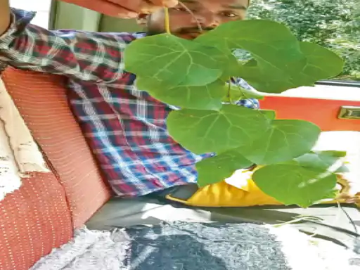 Forest Medicine Smuggling : छत्तीसगढ़ में वनौषधियों पर तस्करी का खतरा, 3 महीने में 2 ट्रक पकड़े गए