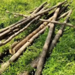 Teak Tree Cutting Case