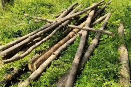 Teak Tree Cutting Case