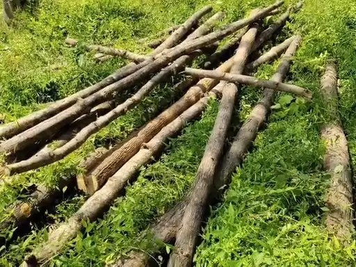 Teak Tree Cutting Case
