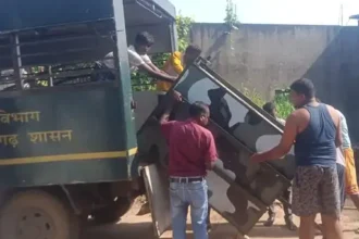 Wild Boar Attack Raigarh : रायगढ़ में जंगली सुअरों का आतंक, फसलों को नुकसान; महिला पर हमले के बाद लगाए पिंजरे