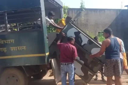 Wild Boar Attack Raigarh : रायगढ़ में जंगली सुअरों का आतंक, फसलों को नुकसान; महिला पर हमले के बाद लगाए पिंजरे