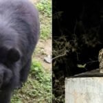 Kanker Leopard Bear : मठ पर बैठा तेंदुआ, शहद के लिए टंकी पर चढ़ा भालू, शहर में दहशत