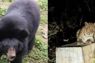 Kanker Leopard Bear : मठ पर बैठा तेंदुआ, शहद के लिए टंकी पर चढ़ा भालू, शहर में दहशत