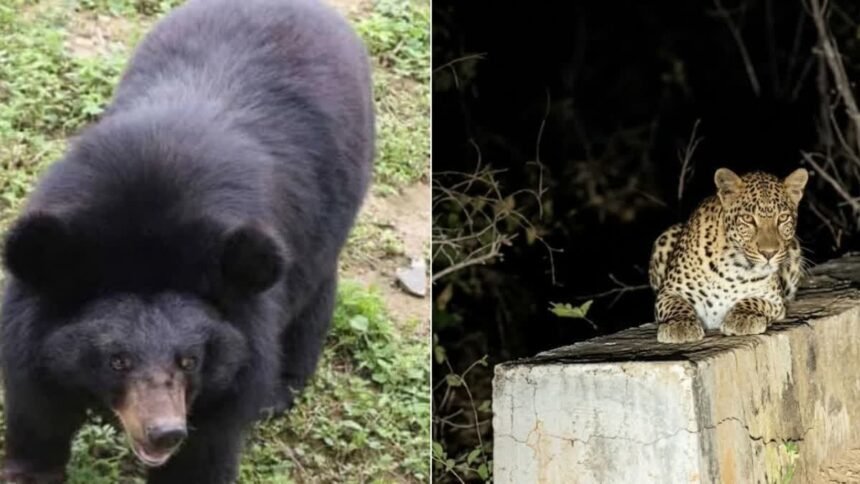 Kanker Leopard Bear : मठ पर बैठा तेंदुआ, शहद के लिए टंकी पर चढ़ा भालू, शहर में दहशत