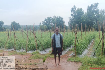 Grafted Tomato Farming : मक्का छोड़ ग्राफ्टेड टमाटर की खेती, 40 डिसमिल में 90 क्विंटल उत्पादन से लाखों की कमाई