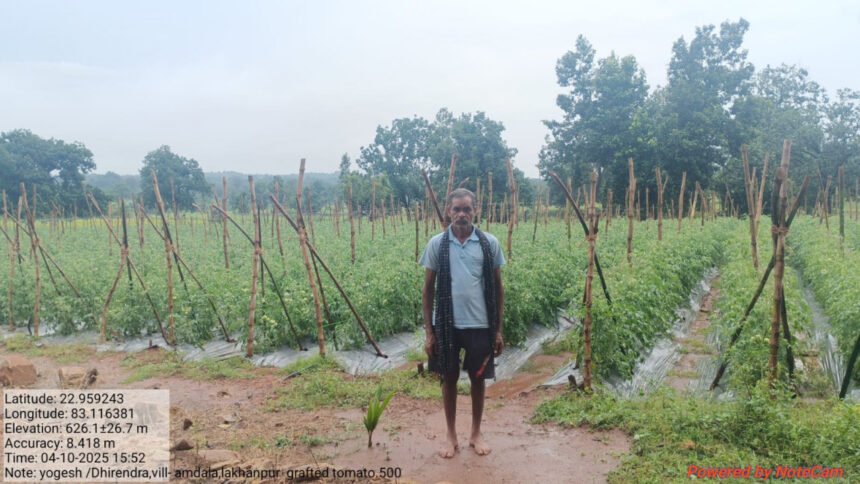 Grafted Tomato Farming : मक्का छोड़ ग्राफ्टेड टमाटर की खेती, 40 डिसमिल में 90 क्विंटल उत्पादन से लाखों की कमाई