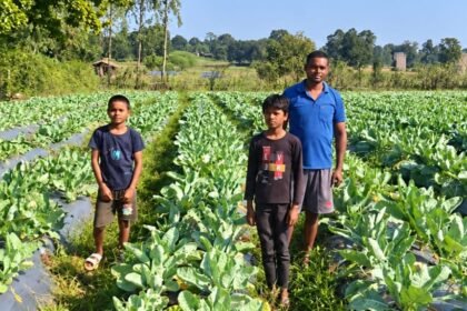 Cauliflower Farming : 2 एकड़ में फूलगोभी की खेती से प्रमोद ने कमाए 1.50 लाख, ऐसे बढ़ी आमदनी