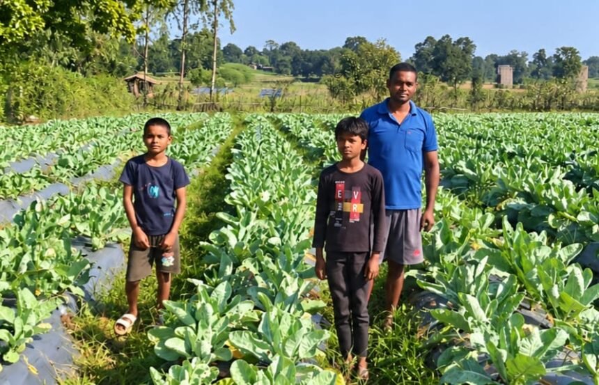 Cauliflower Farming : 2 एकड़ में फूलगोभी की खेती से प्रमोद ने कमाए 1.50 लाख, ऐसे बढ़ी आमदनी